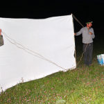 Mise en place du drap pour attirer les papillons Mise en place du drap pour attirer les papillons