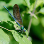 Le caléoptéryx vierge Caleopteryx virgo Le caléoptéryx vierge Caleopteryx virgo